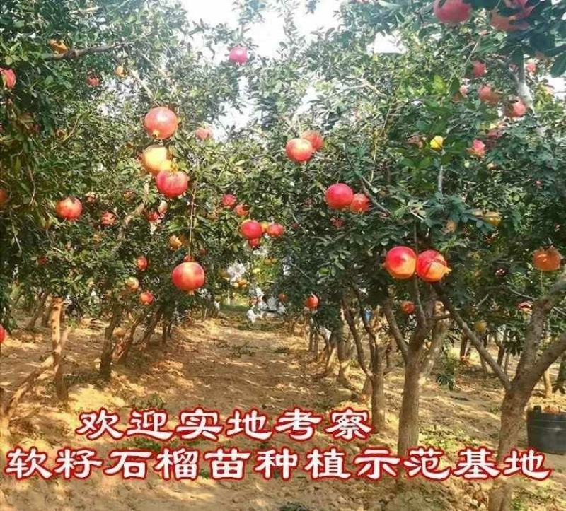 黑籽石榴树苗纯甜无渣抗寒能力非常好吃提供技术指导