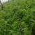 茴香苗柏乡县大棚茴香苗优质茴香苗现割现发