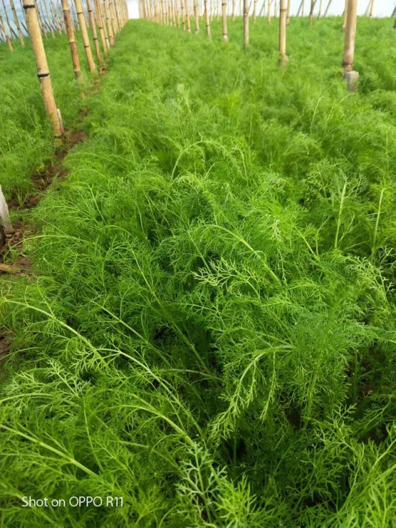 茴香苗柏乡县大棚茴香苗优质茴香苗现割现发