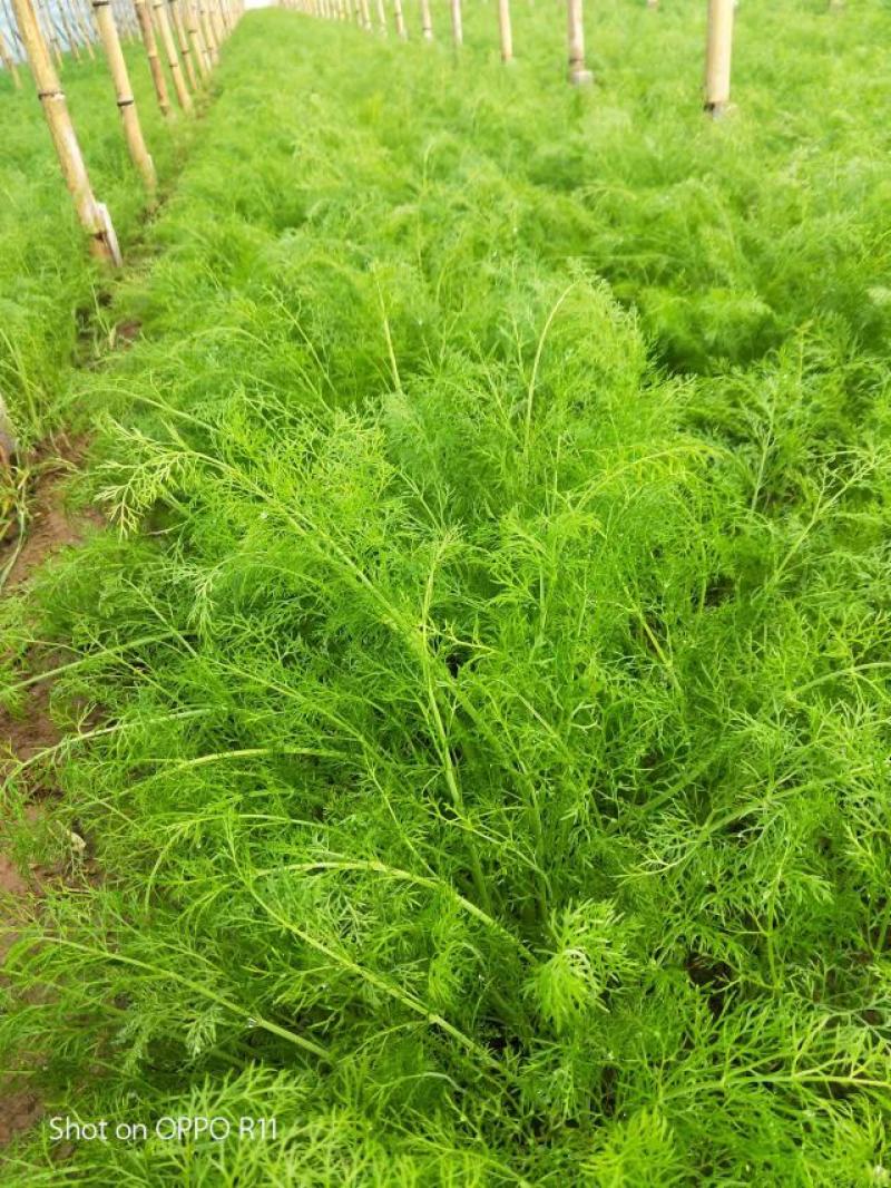茴香苗柏乡县大棚茴香苗优质茴香苗现割现发