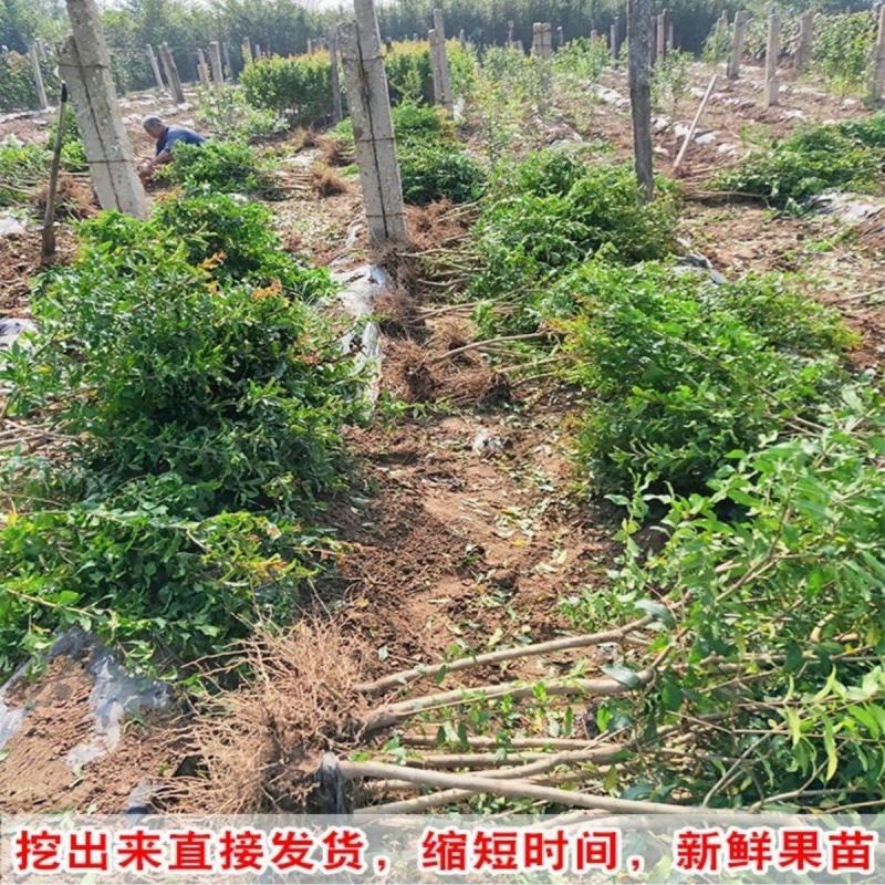 黑籽石榴树苗纯甜无渣抗寒能力非常好吃提供技术指导