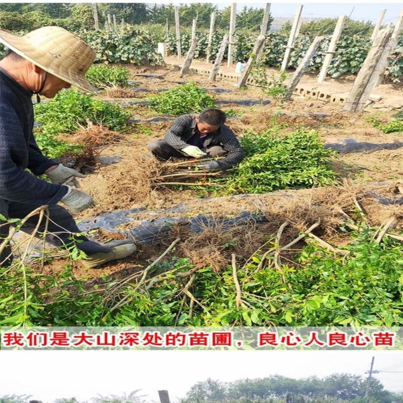 黑籽石榴树苗纯甜无渣抗寒能力非常好吃提供技术指导