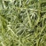 燕麦草甘肃燕麦草种植基地燕麦草产地燕麦草全国批发