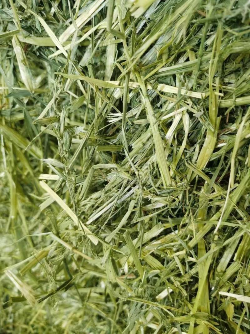 燕麦草甘肃燕麦草种植基地燕麦草产地燕麦草全国批发