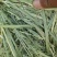 燕麦草甘肃燕麦草种植基地燕麦草产地燕麦草全国批发
