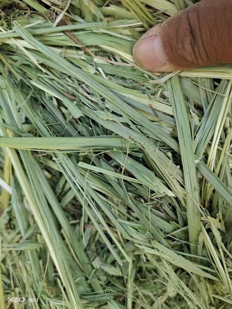 燕麦草甘肃燕麦草种植基地燕麦草产地燕麦草全国批发