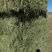 燕麦草甘肃燕麦草种植基地燕麦草产地燕麦草全国批发