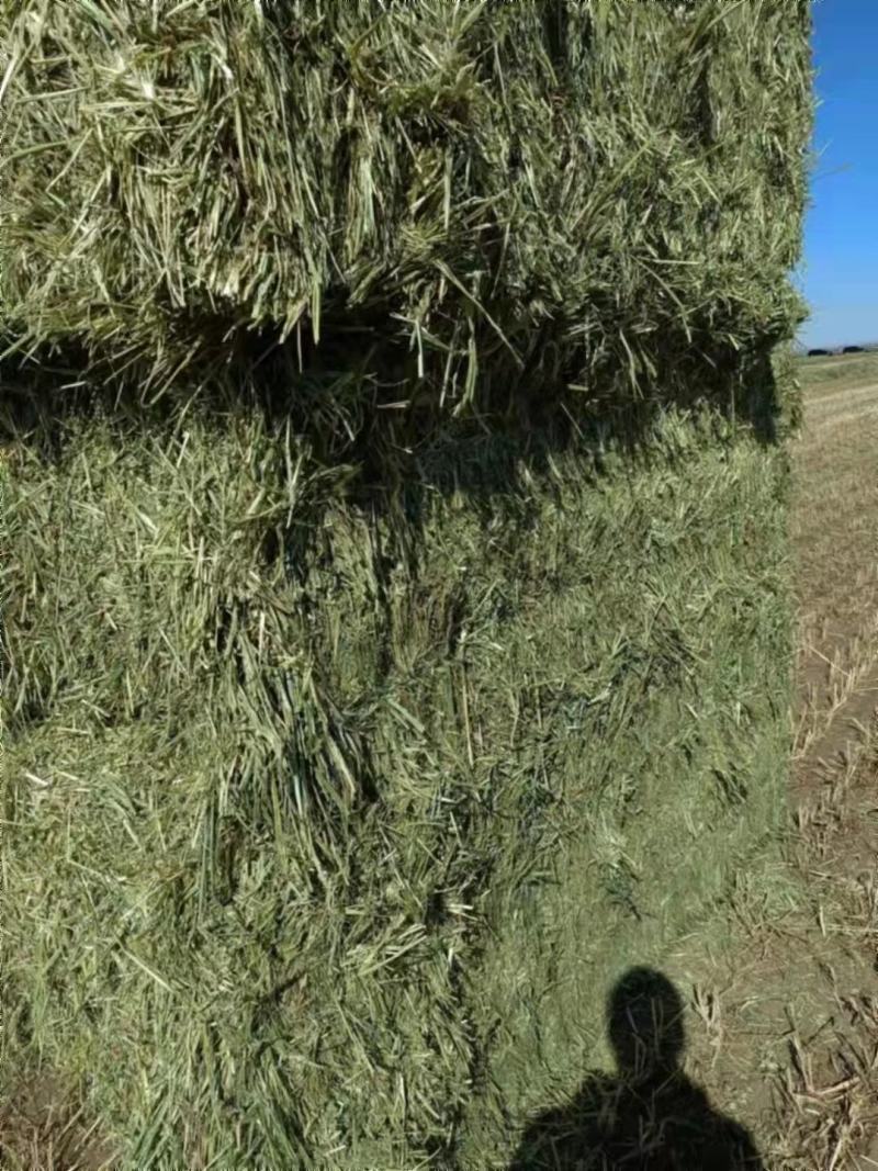 燕麦草甘肃燕麦草种植基地燕麦草产地燕麦草全国批发