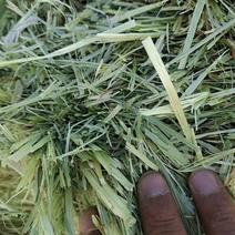 燕麦草甘肃燕麦草种植基地燕麦草产地燕麦草全国批发