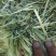 燕麦草甘肃燕麦草种植基地燕麦草产地燕麦草全国批发