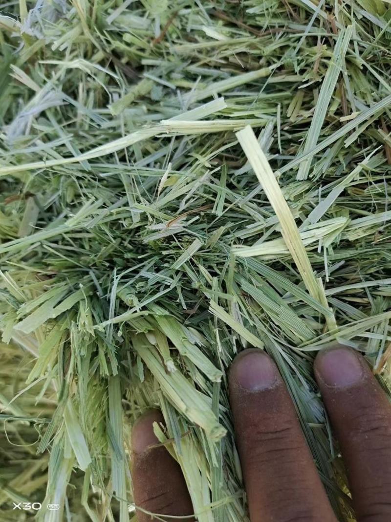 燕麦草甘肃燕麦草种植基地燕麦草产地燕麦草全国批发