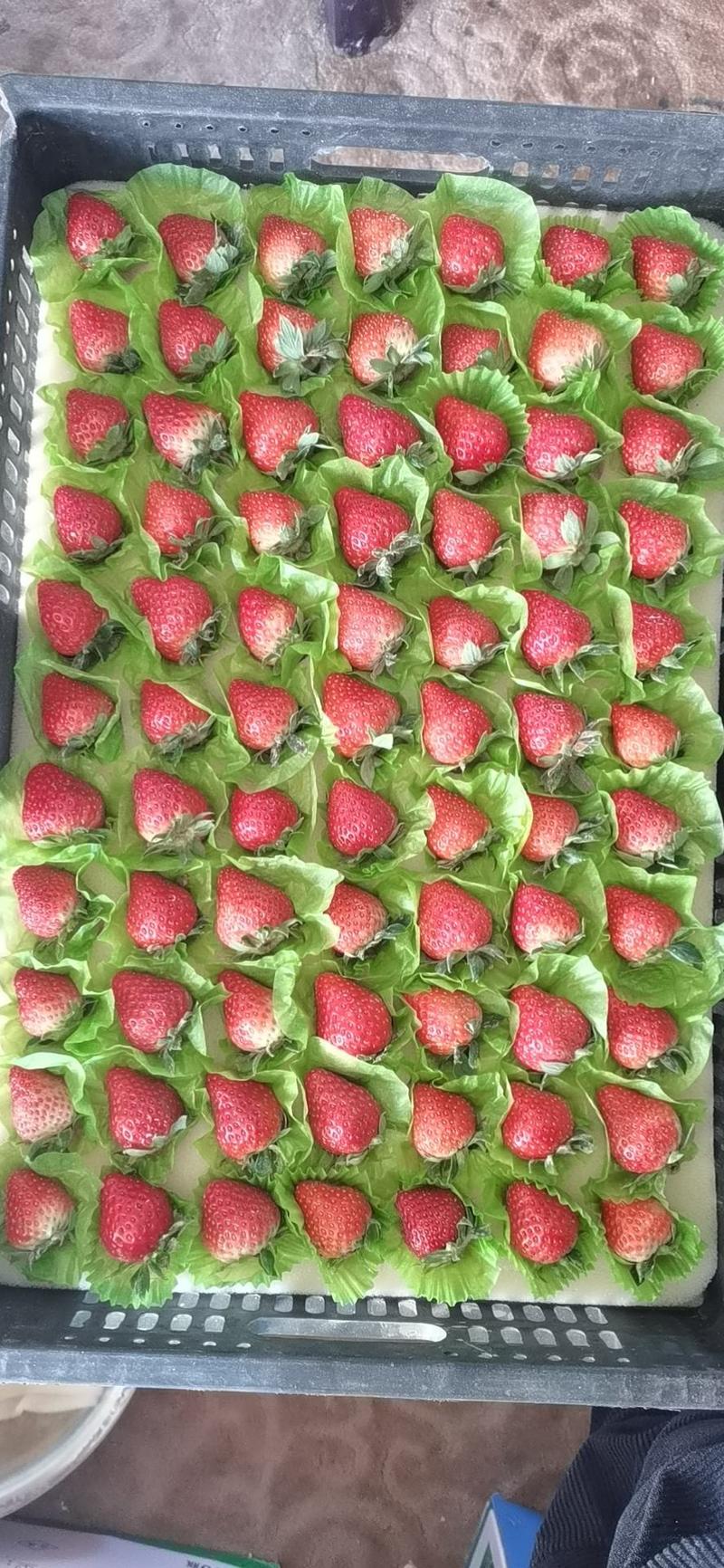 南通草莓