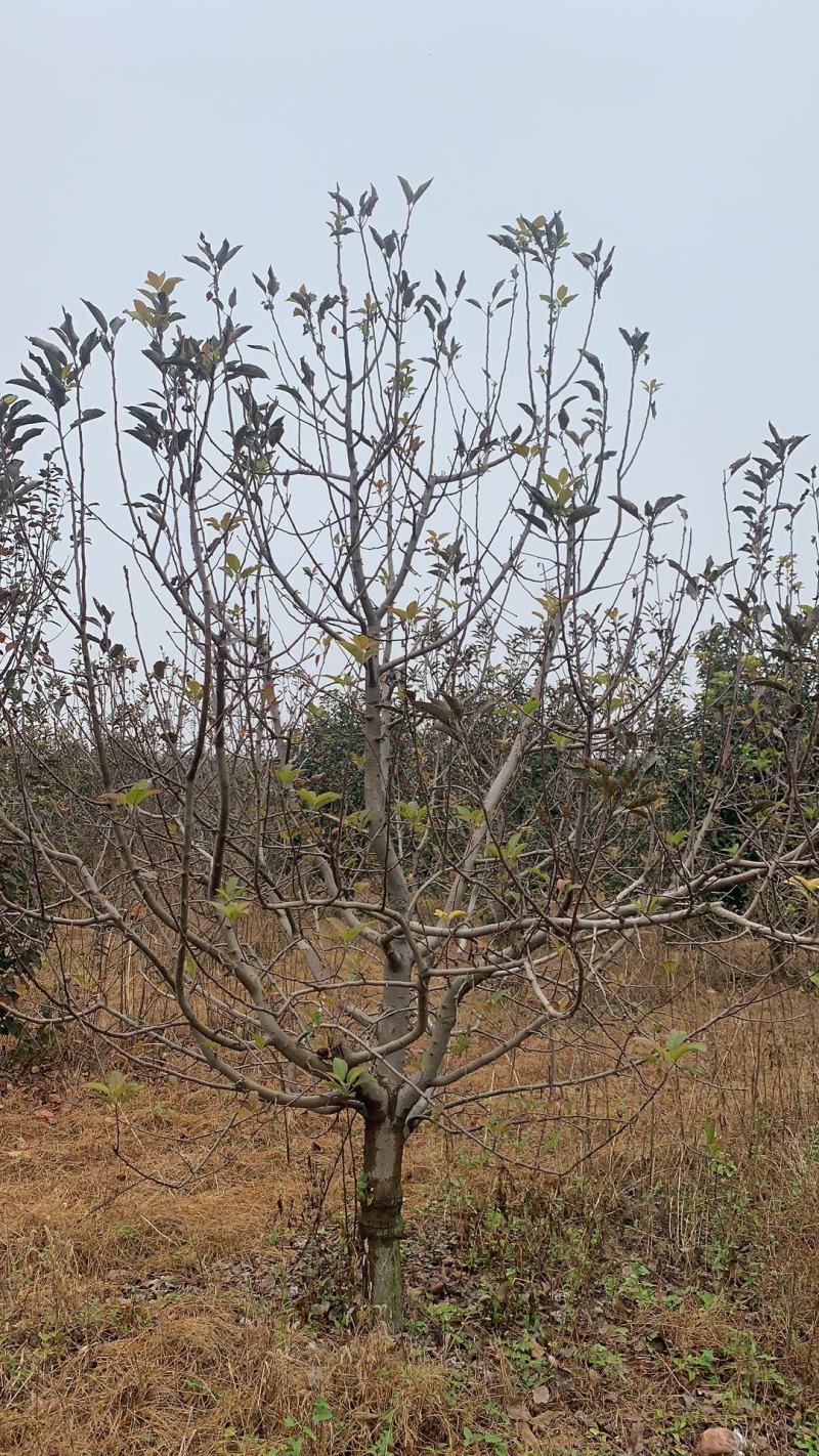 12公分八棱海棠精品树形苗圃货10-15公分