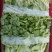 精品意大利生菜基地直供一手货源品质保证欢迎采购