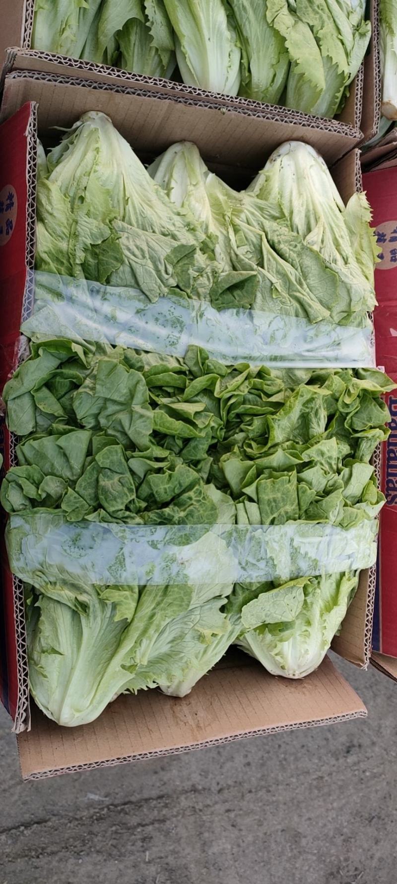 精品意大利生菜基地直供一手货源品质保证欢迎采购