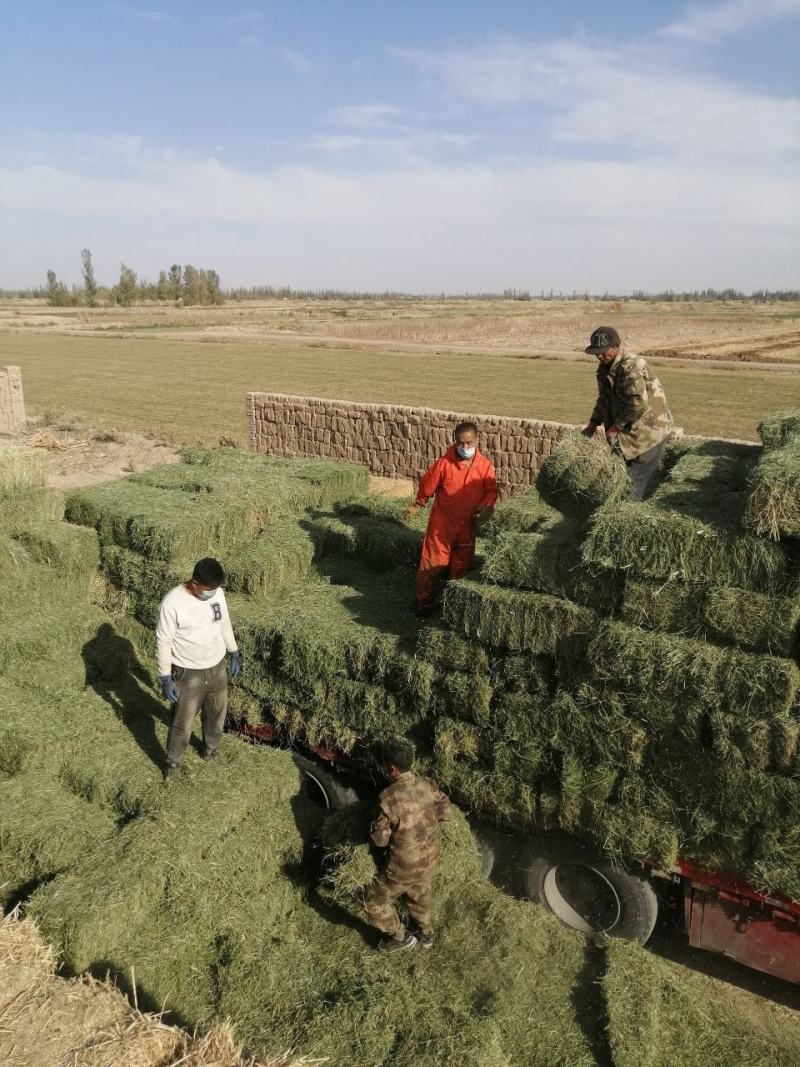 甘肃玉门小捆苜蓿草产地直销全绿苜蓿草甘肃酒泉地区苜蓿