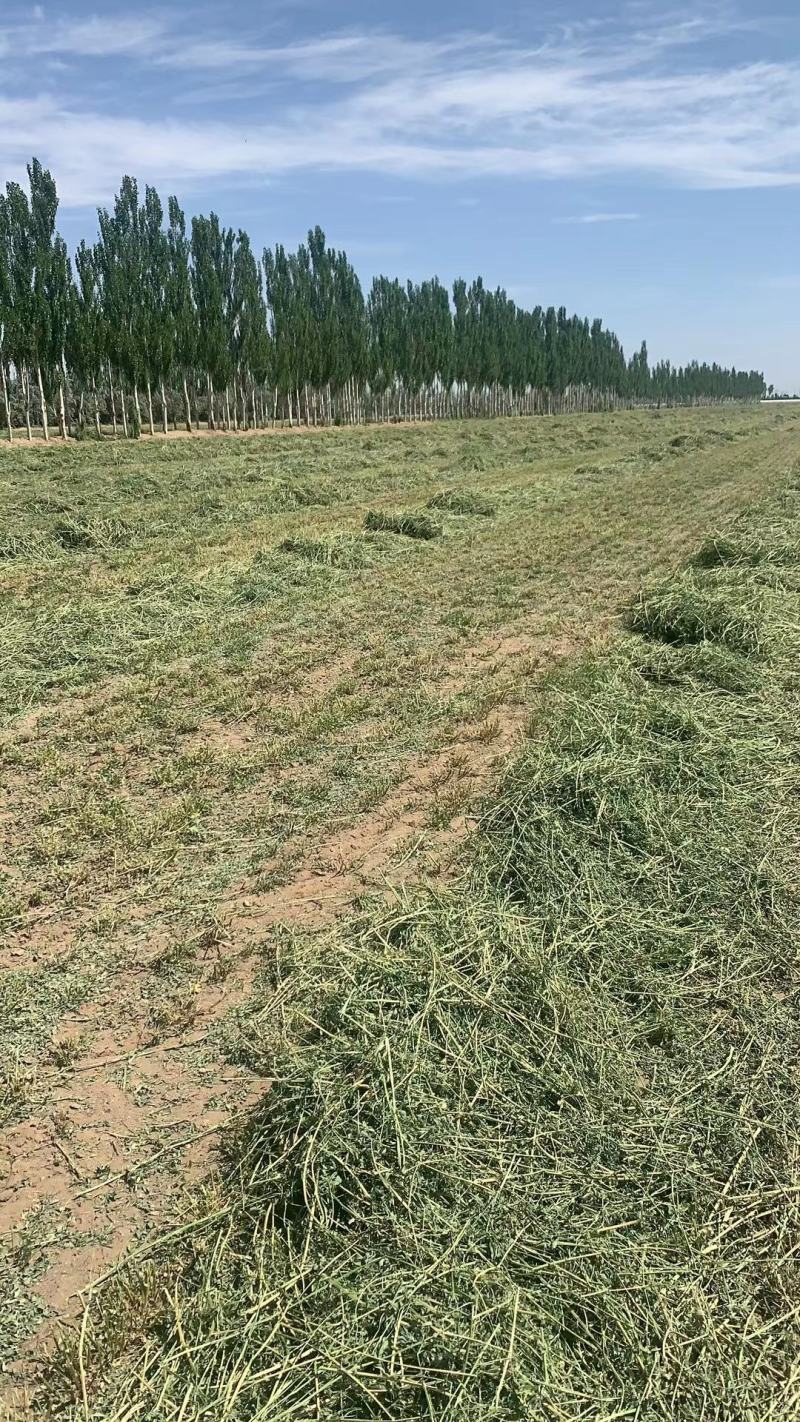 甘肃玉门小捆苜蓿草产地直销全绿苜蓿草甘肃酒泉地区苜蓿