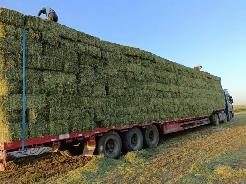甘肃玉门小捆苜蓿草产地直销全绿苜蓿草甘肃酒泉地区苜蓿