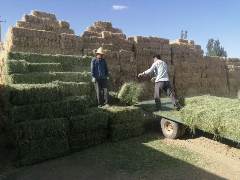 甘肃玉门小捆苜蓿草产地直销全绿苜蓿草甘肃酒泉地区苜蓿