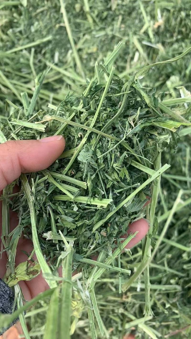 甘肃玉门小捆苜蓿草产地直销全绿苜蓿草甘肃酒泉地区苜蓿