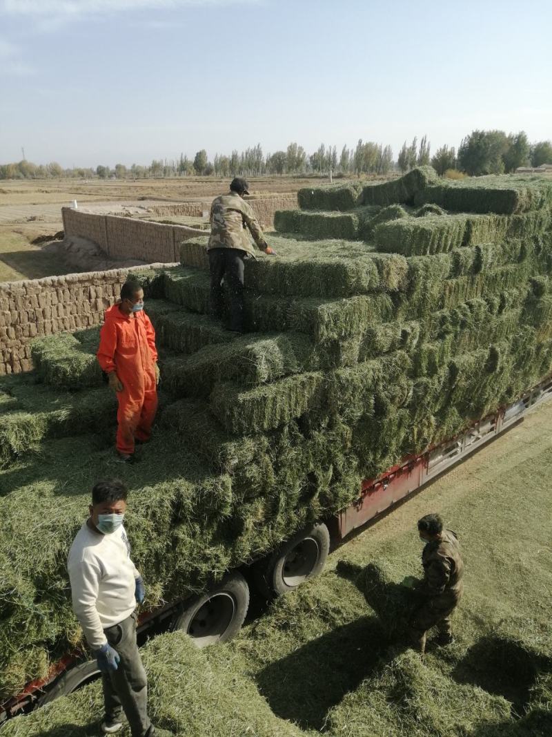 甘肃玉门小捆苜蓿草产地直销全绿苜蓿草甘肃酒泉地区苜蓿