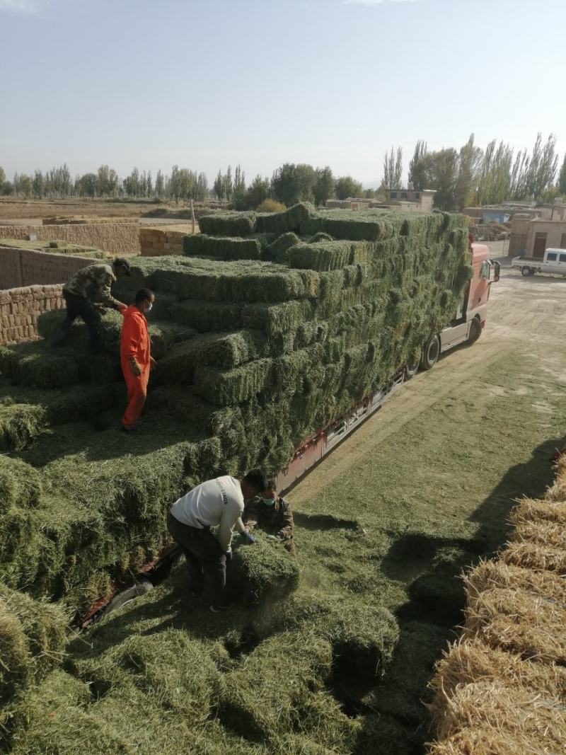 甘肃玉门小捆苜蓿草产地直销全绿苜蓿草甘肃酒泉地区苜蓿