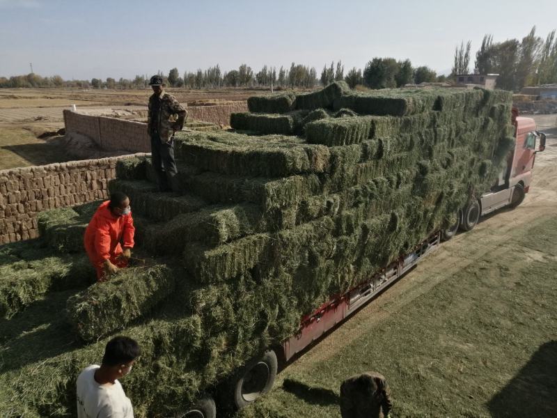 甘肃玉门小捆苜蓿草产地直销全绿苜蓿草甘肃酒泉地区苜蓿