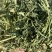 甘肃玉门小捆苜蓿草产地直销全绿苜蓿草甘肃酒泉地区苜蓿
