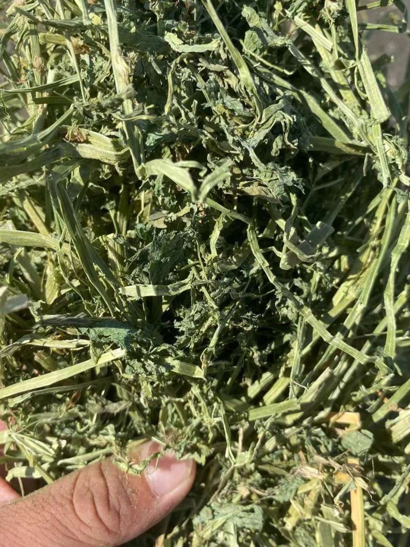 甘肃玉门小捆苜蓿草产地直销全绿苜蓿草甘肃酒泉地区苜蓿