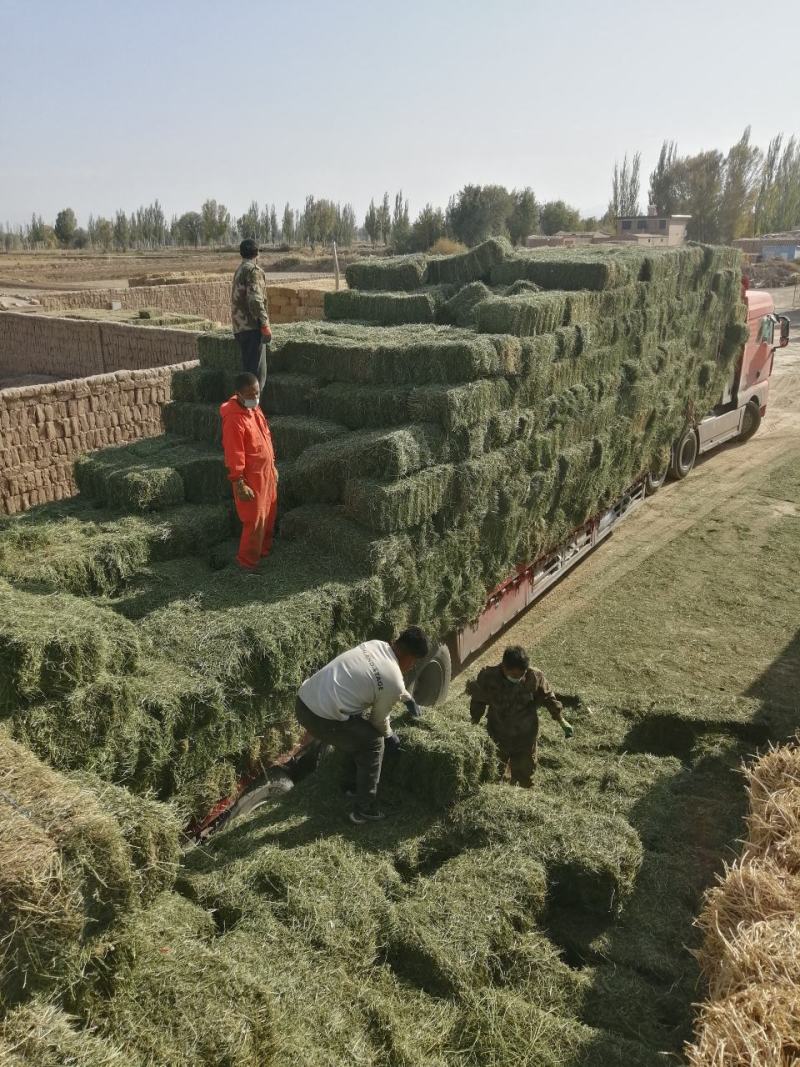 甘肃玉门小捆苜蓿草产地直销全绿苜蓿草甘肃酒泉地区苜蓿