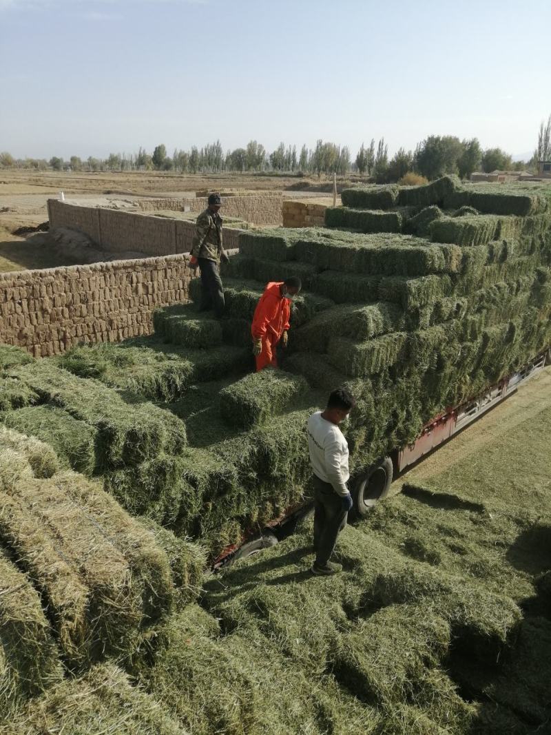 甘肃玉门小捆苜蓿草产地直销全绿苜蓿草甘肃酒泉地区苜蓿