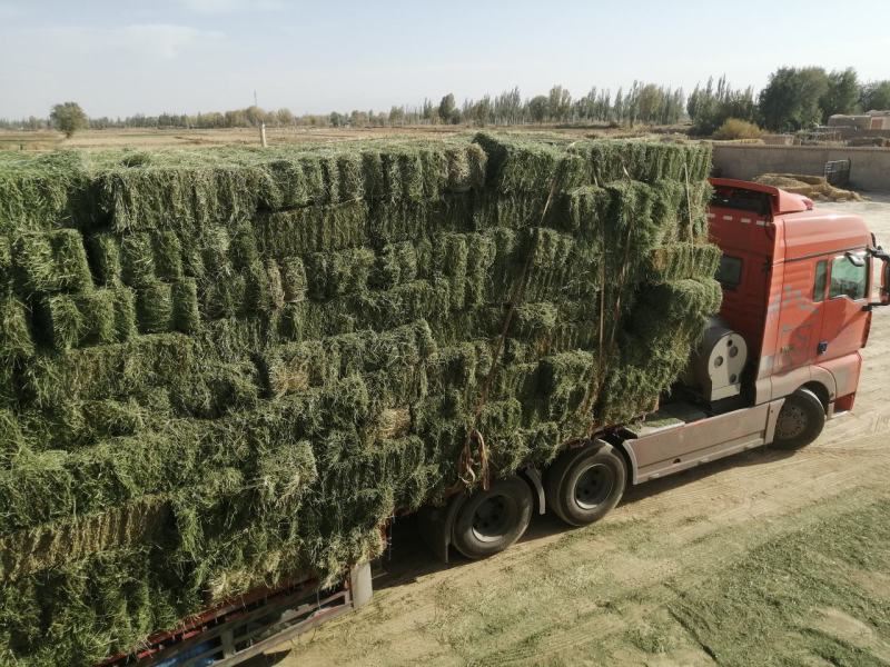 甘肃玉门小捆苜蓿草产地直销全绿苜蓿草甘肃酒泉地区苜蓿