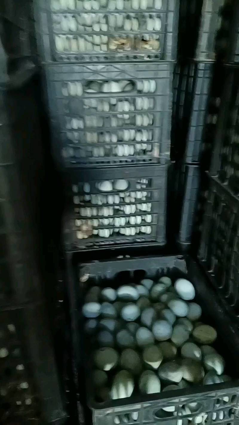 鸭蛋厂家直发盐鸭蛋，皮蛋松花蛋全包半包泥蛋等您来电