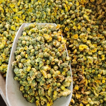 胎菊质量保证甘菊正宗胎菊过筛无杂质