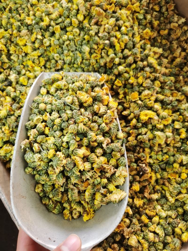 胎菊质量保证甘菊正宗胎菊过筛无杂质