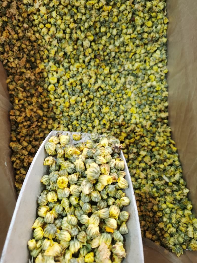 胎菊质量保证甘菊正宗胎菊过筛无杂质