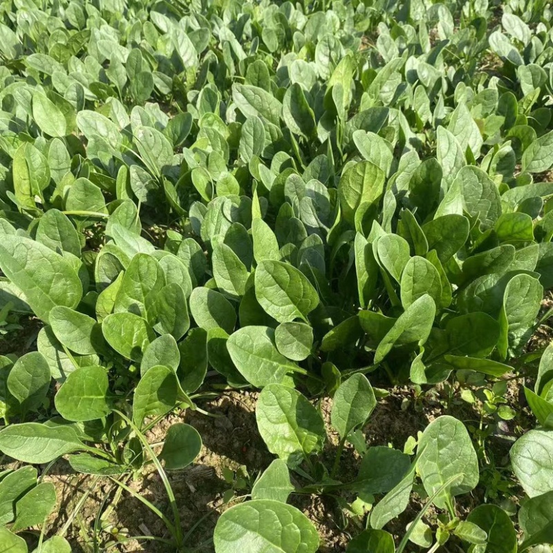 精品小圆叶菠菜圆叶小菠菜精品菠菜补钾补锌补