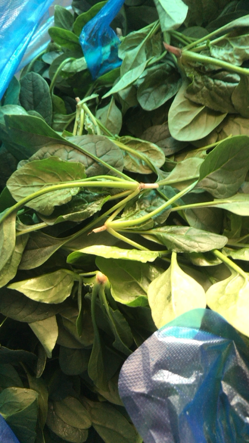 精品小圆叶菠菜圆叶小菠菜精品菠菜补钾补锌补