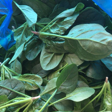 精品小圆叶菠菜圆叶小菠菜精品菠菜补钾补锌补