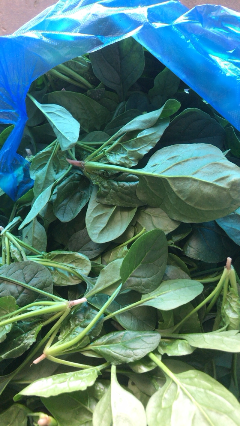 精品小圆叶菠菜圆叶小菠菜精品菠菜补钾补锌补