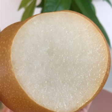 秋月梨苗,糖度高,高庄,,核小砧木用杜梨籽砧木不包邮