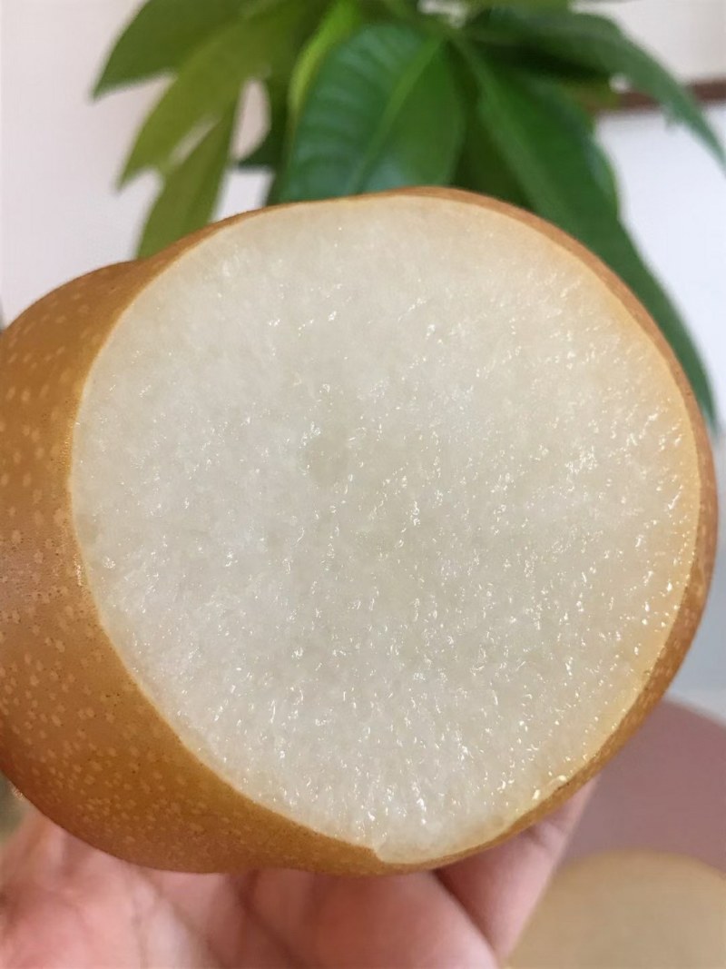 秋月梨苗，糖度高，高庄，，核小砧木用杜梨籽砧木不包邮