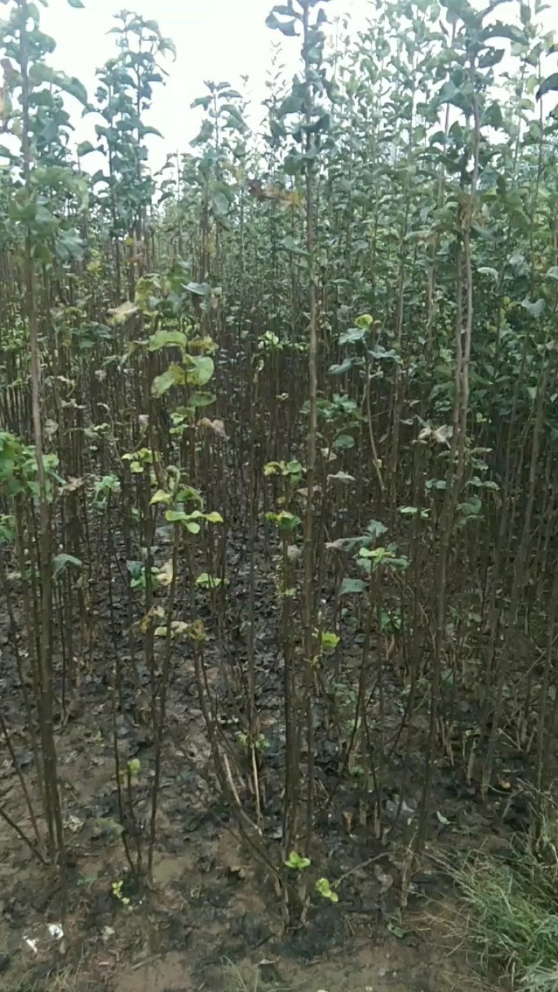 秋月梨苗，糖度高，高庄，，核小砧木用杜梨籽砧木不包邮