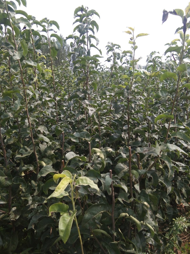 秋月梨苗，糖度高，高庄，，核小砧木用杜梨籽砧木不包邮