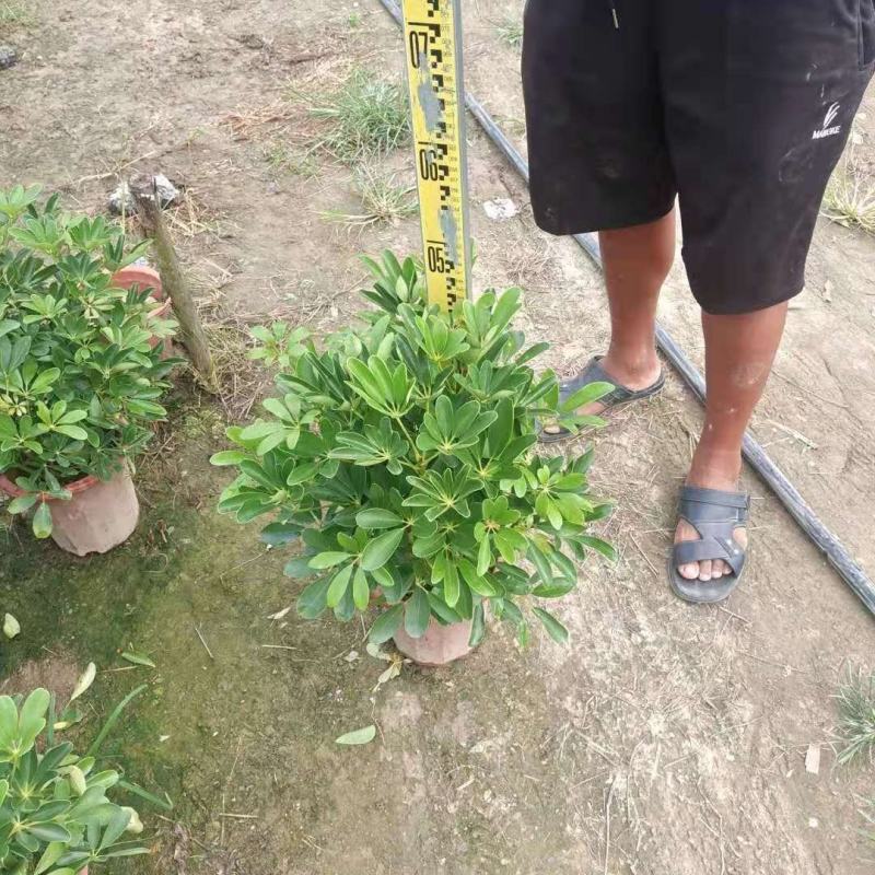 产地广东鸭脚木，招财树，招财进宝，基地现货直销