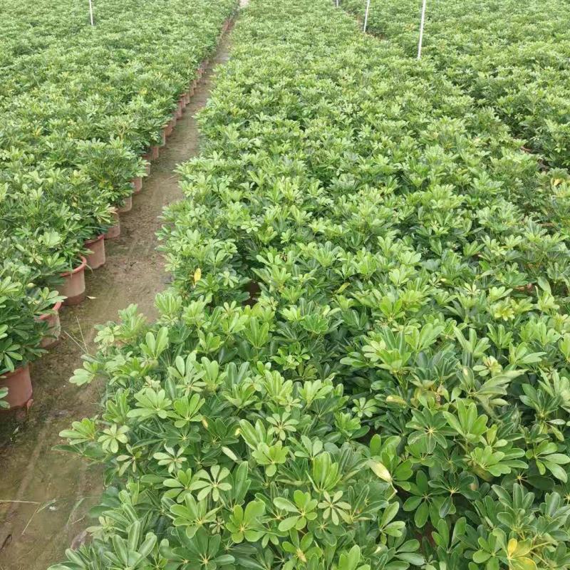产地广东鸭脚木，招财树，招财进宝，基地现货直销