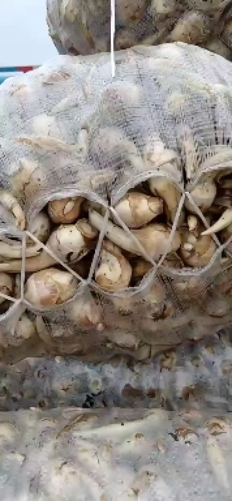 每天采收新鲜茨菇，心动不如行动，品种齐全