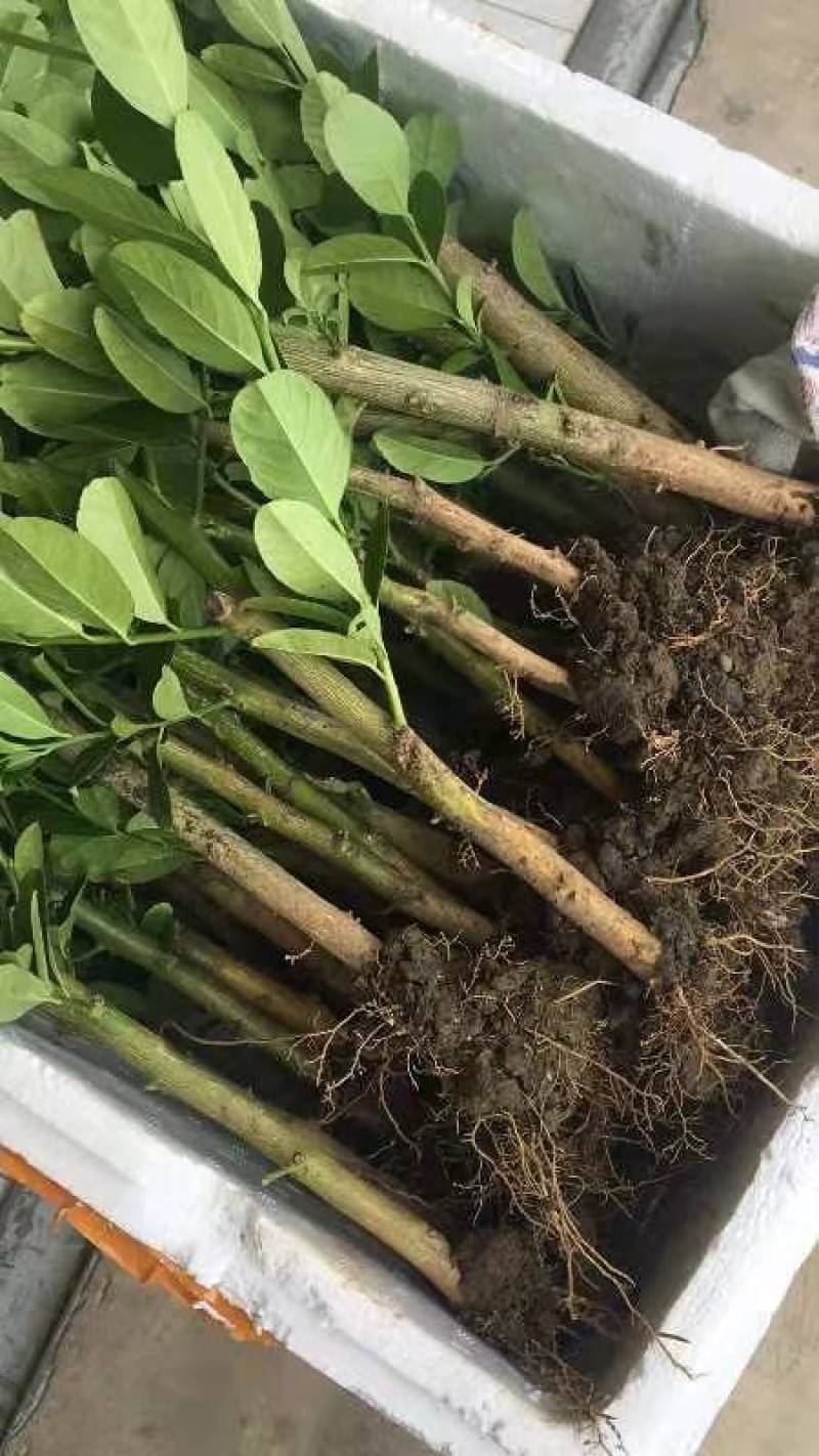 广东香水柠檬苗四季无籽