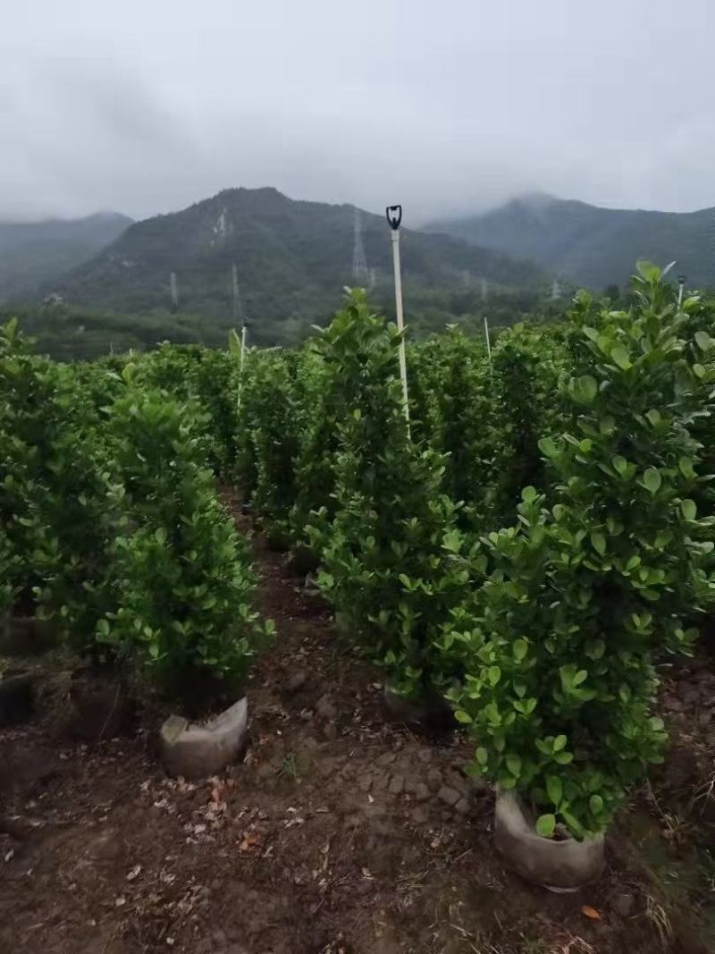 产地广东火山榕，基地直销