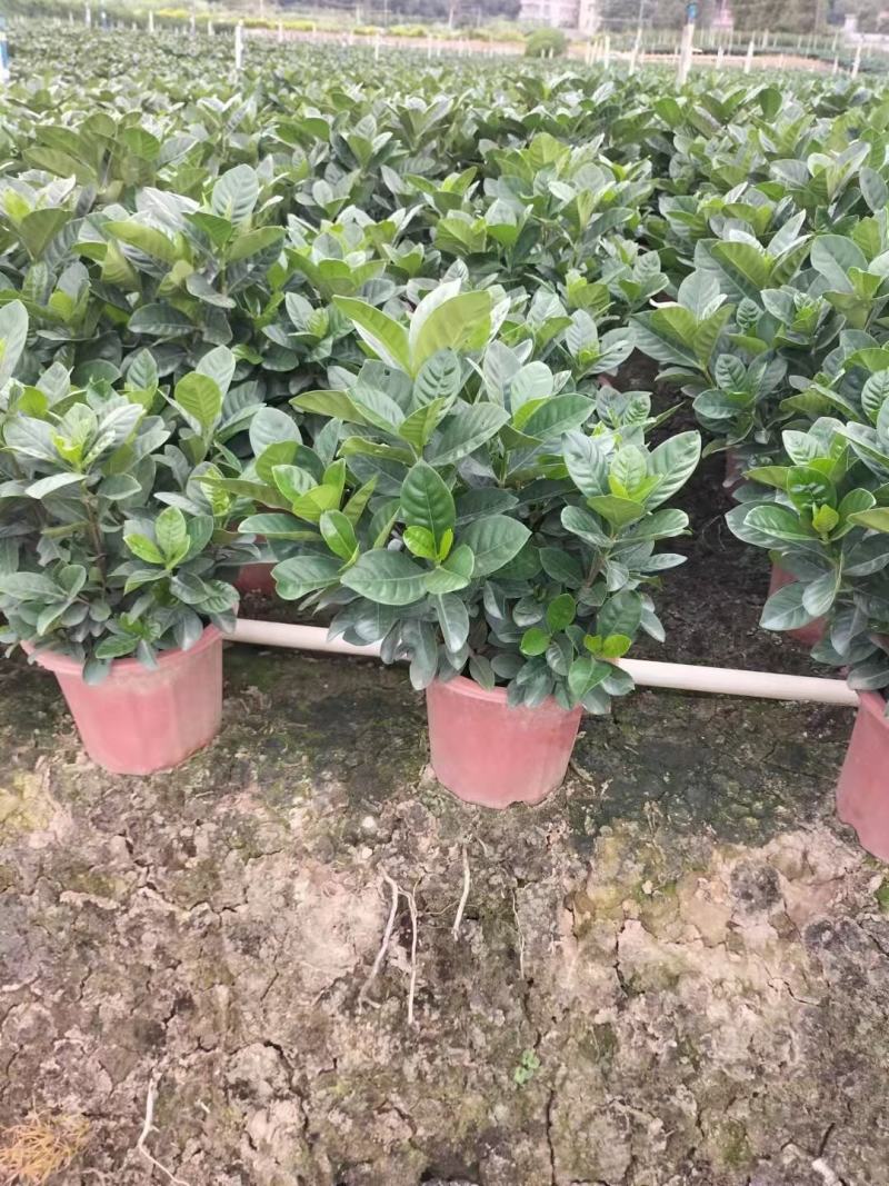 产地广东栀子花，叶片绿，开花淡淡清香，基地现货直销